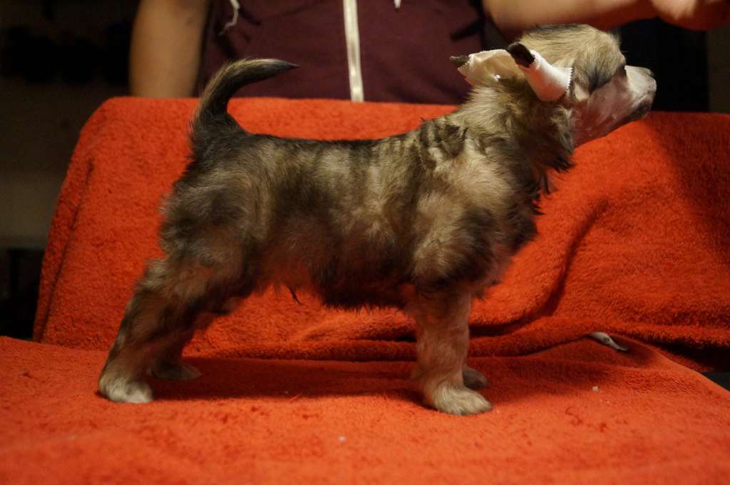 Miakoda's Run To The Hills