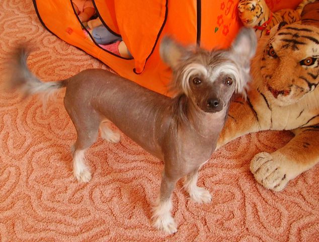 Renalda Exquisite Osoba