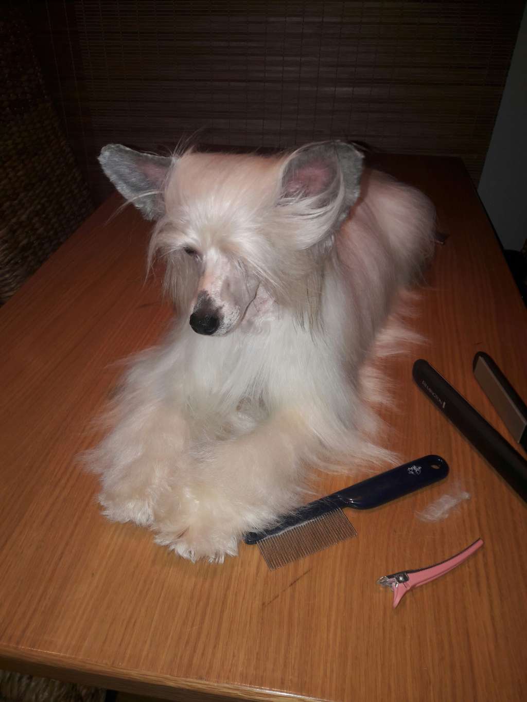 Mamres Fancy Mister Clancy