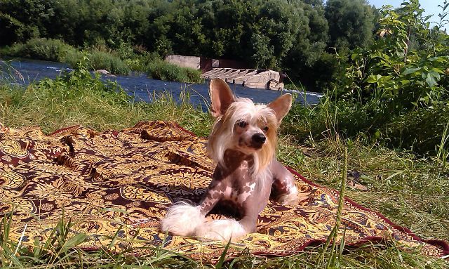 Hohlatiy glamour Bernetta Charm