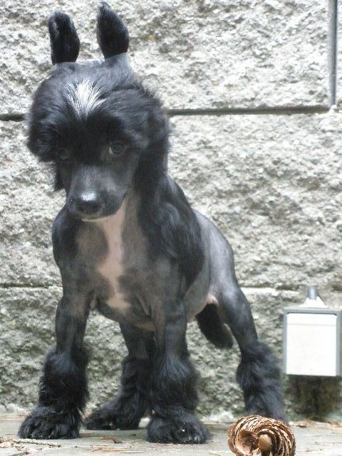 Omar El Sheikh Al Maarii Sapphire