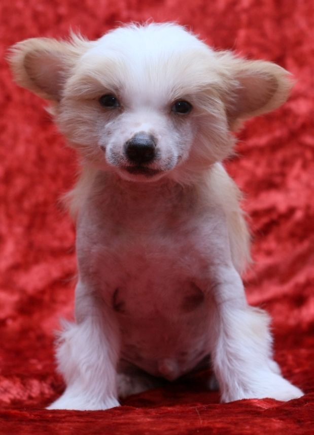 Nyu Art Leonardo Da Vinchi - Luchshii Sin Svoego O