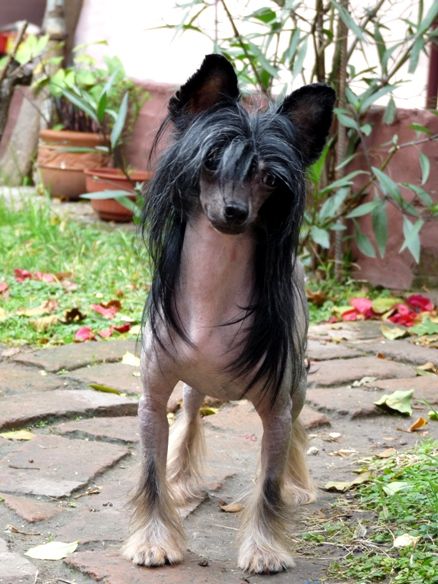 Lisbury's Wishmaster