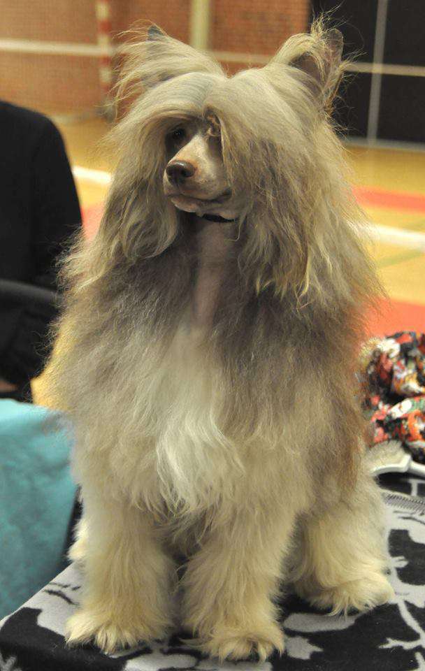 Muso Grazioso Nigel Fluffy Cavalier