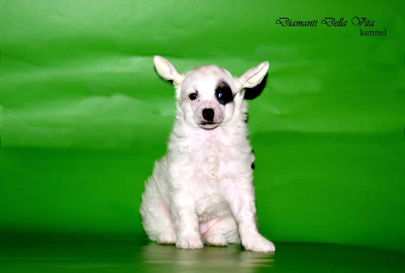 Diamanti della Vita Artemida