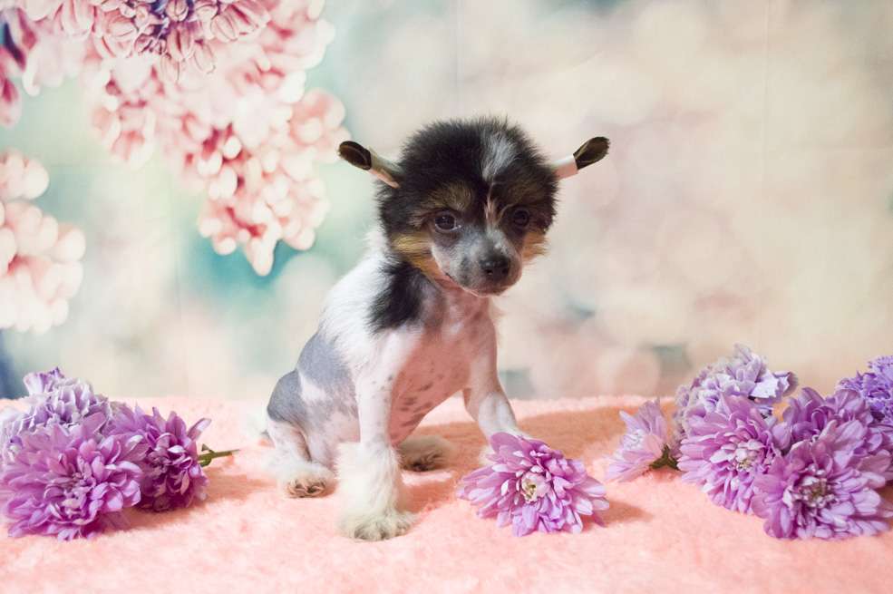 Oro Antenati Jasmine