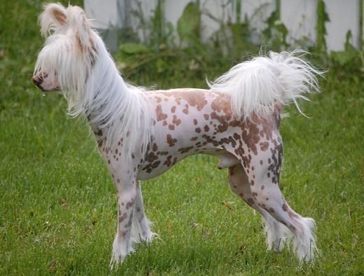 Pinky Twinky Dreaming Of You