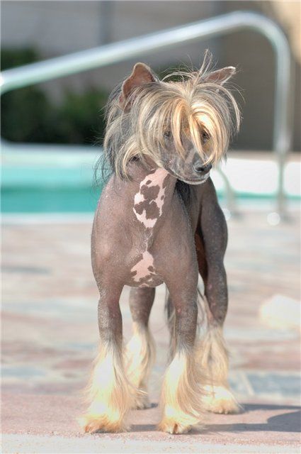 Vivat Sanraiz Return all the Champions