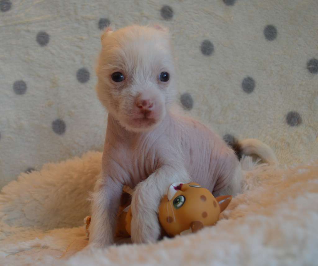 Ogni Stolitsy Jelannaya Osoba