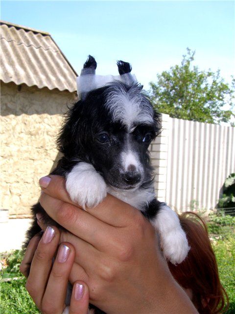 Jan Jack Lyubimchik Minodora