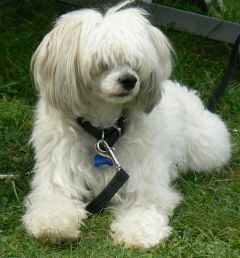 Dogtrix Absoluta Alfons