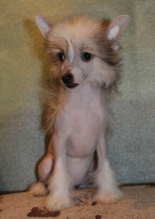 Angel O' Check Serebryanaya Luna.