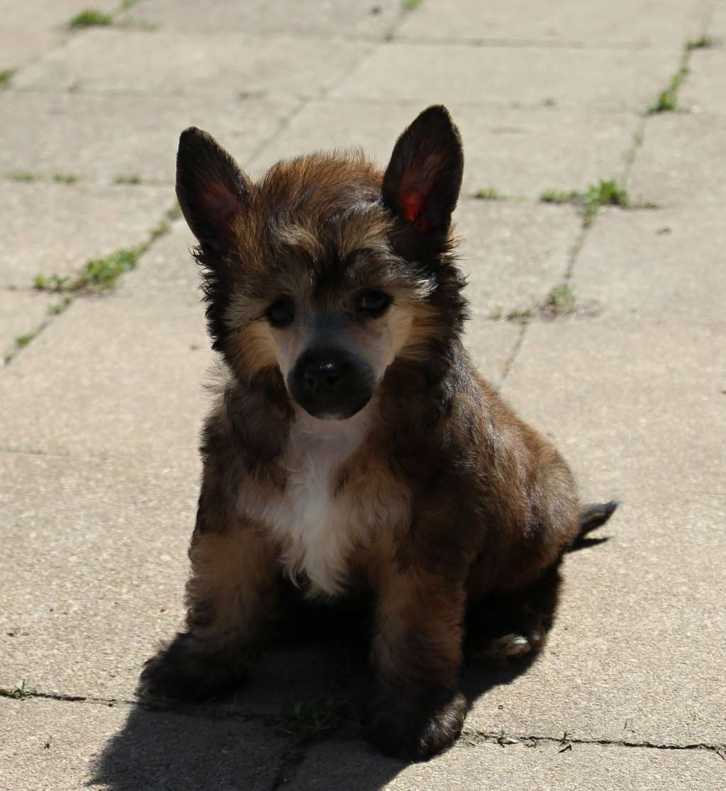 Birchvolgyi Indian Summer Malverne