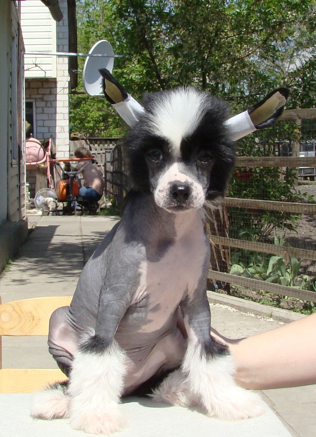 Zhdan for Iren House iz Hohlyandii