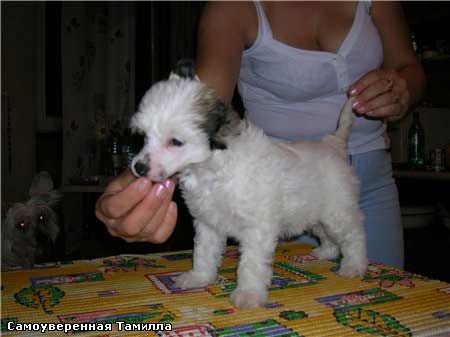 Kado Kitaiski Potselui Tamila