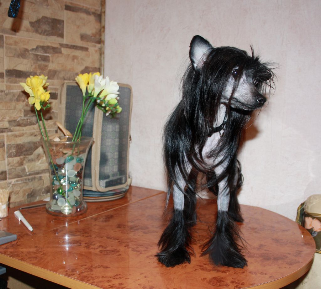 Charuyuschiy Soblazn Noir Viktoriya