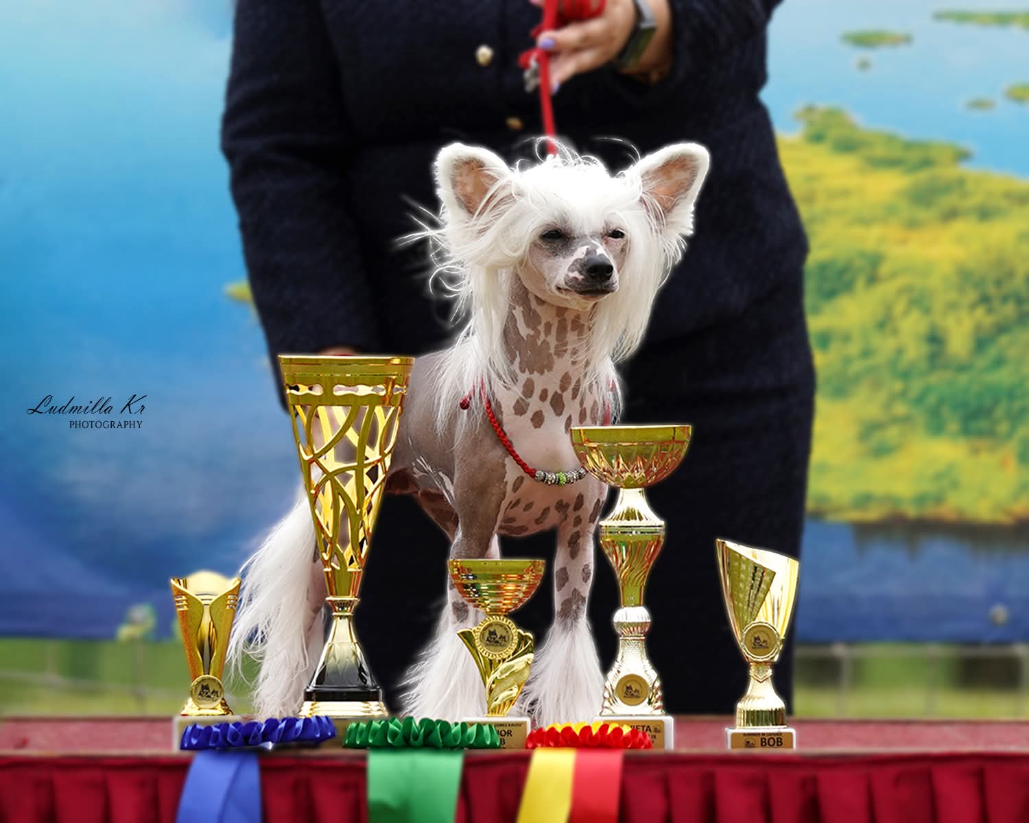 Victory's Laurel Quirky Samba
