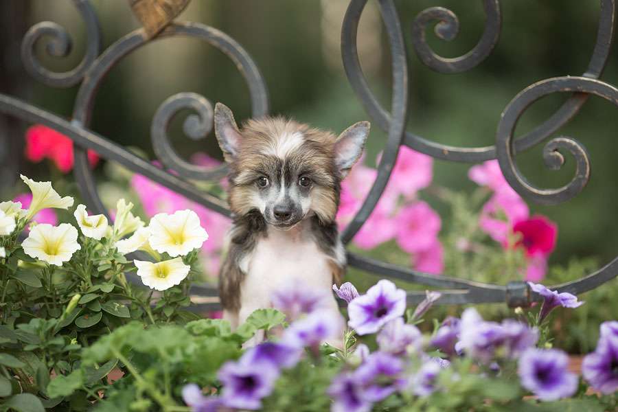 Dogland Happy Prankster