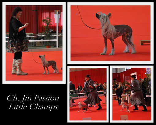 Jin Passion Little Champs