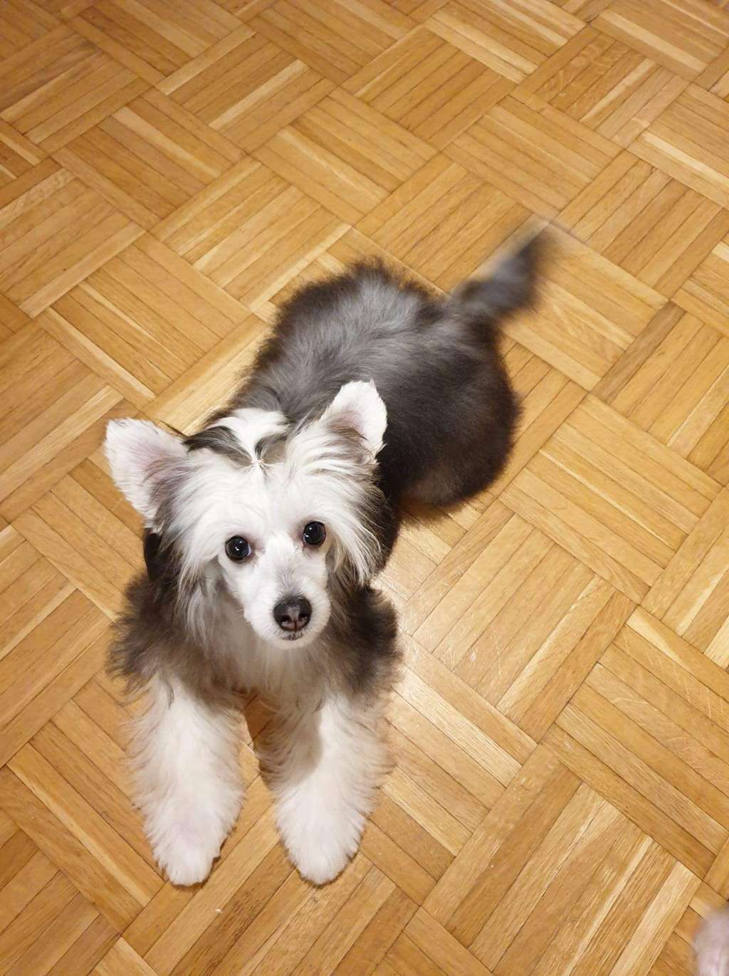 Black-Diva's Koala-Ty Time