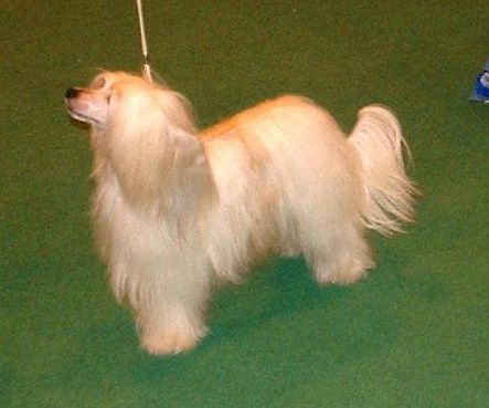 Mincrest Sweet Melody