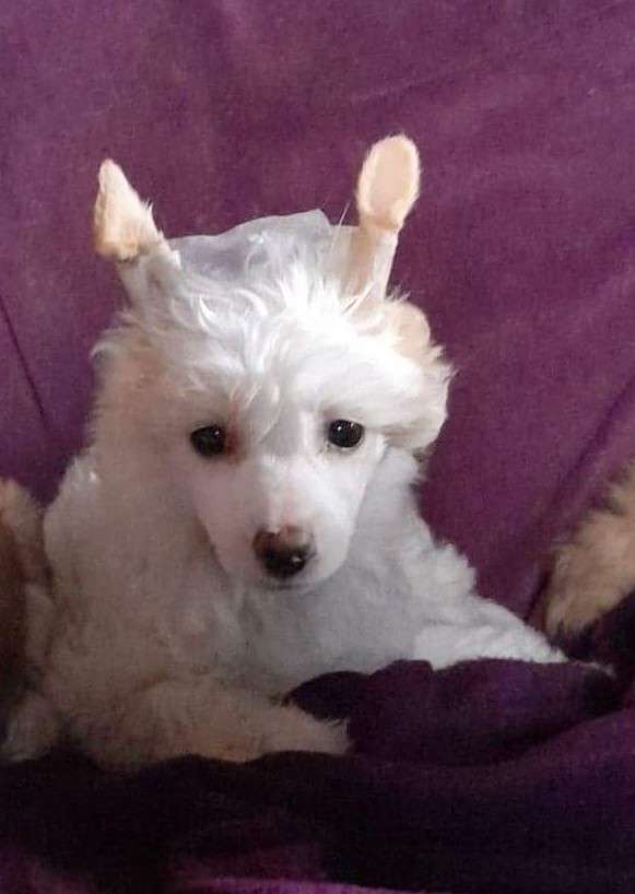 Parcauwen Wildest Dream