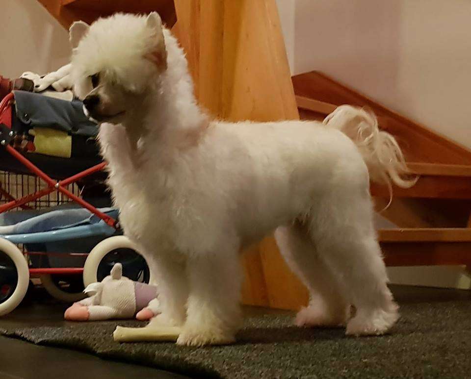 Sirocco Date A Crazy Daisy