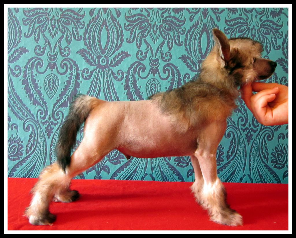 Fu - Lu - Shou Aureli Pastoral