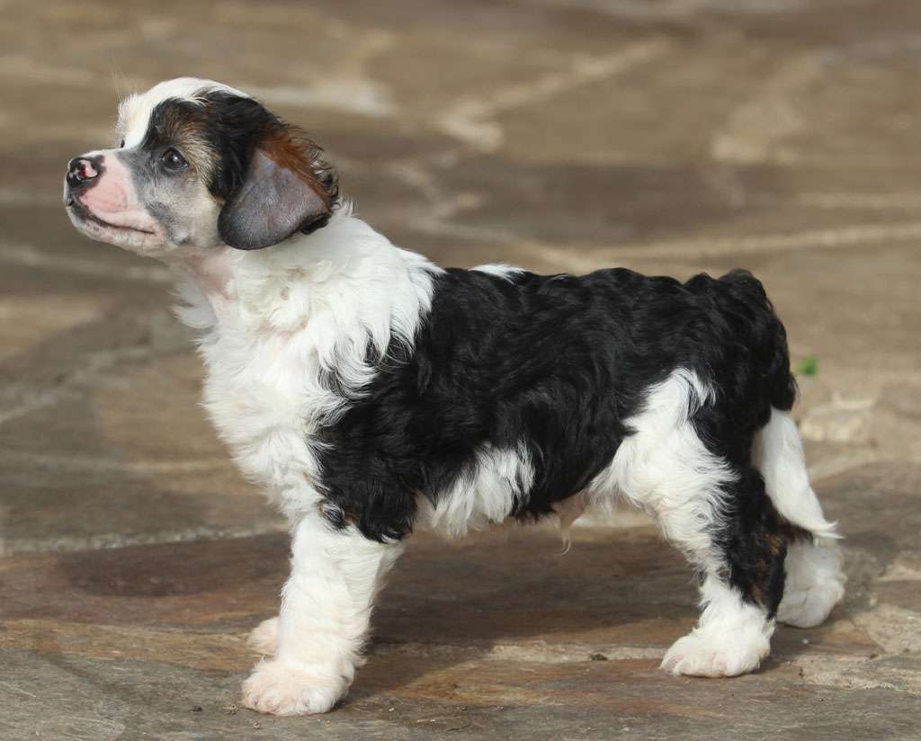 Quest ends de Almamasan