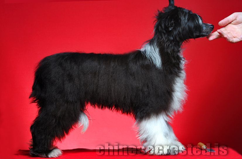 De La Mahafu's Mr Indiandream