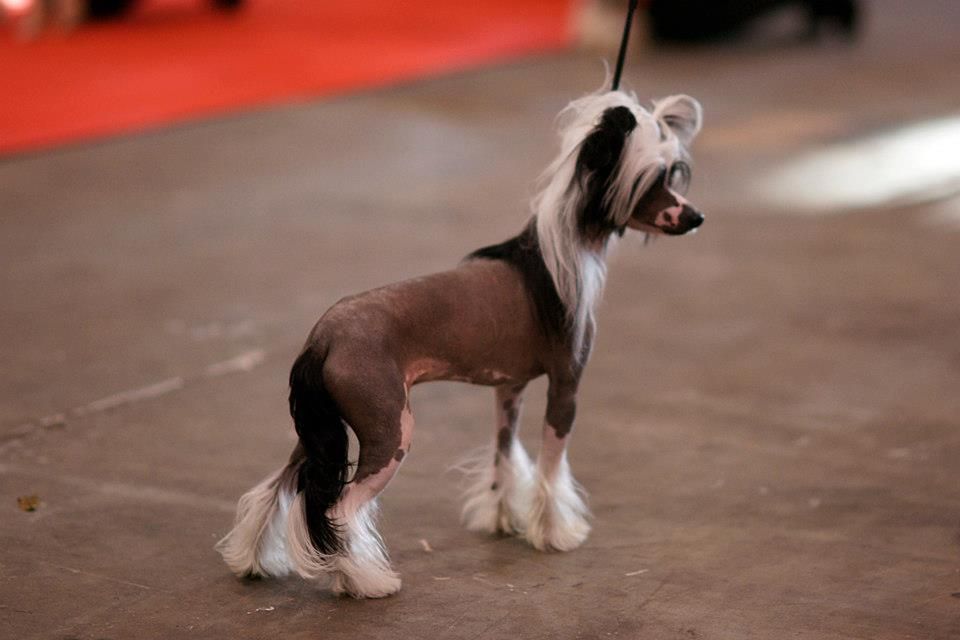 Volshebnaja Loshadka  Viner