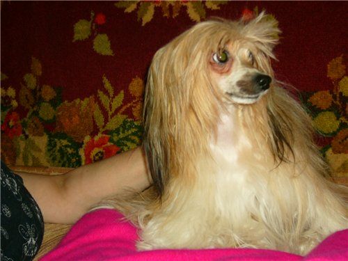 Sapfir iz Tsarskogo Sela Layra