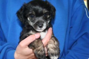 House Of Fun's Captain Black