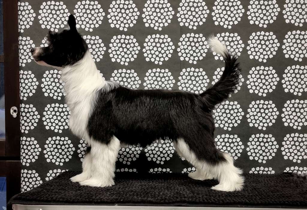 Naked Stars Unleash The Beast