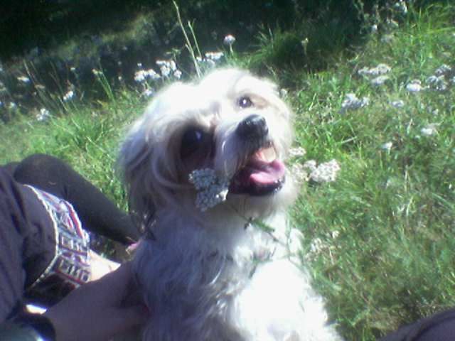 Biarbo's Challange Me