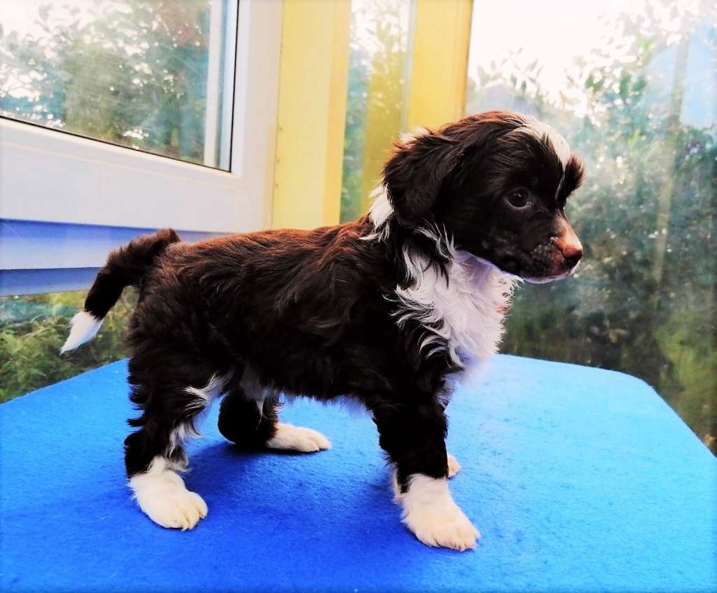 Be My Dog's Under My Kilt