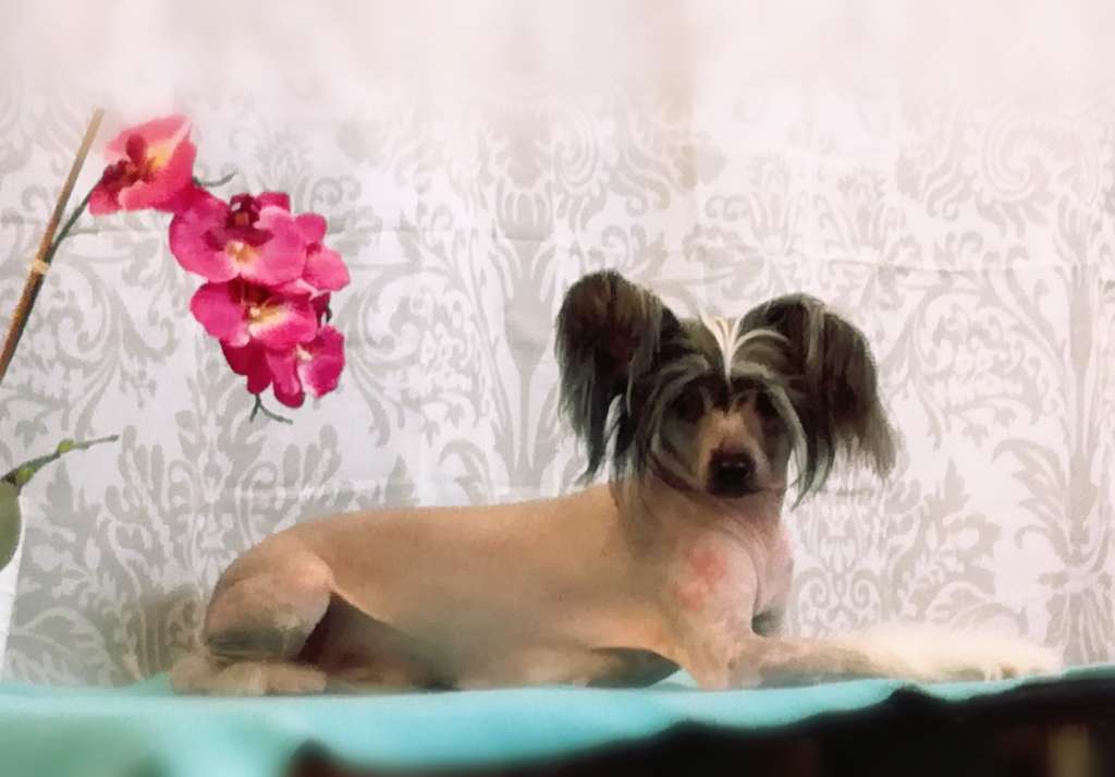 Mooncrystal's Cradled in Love