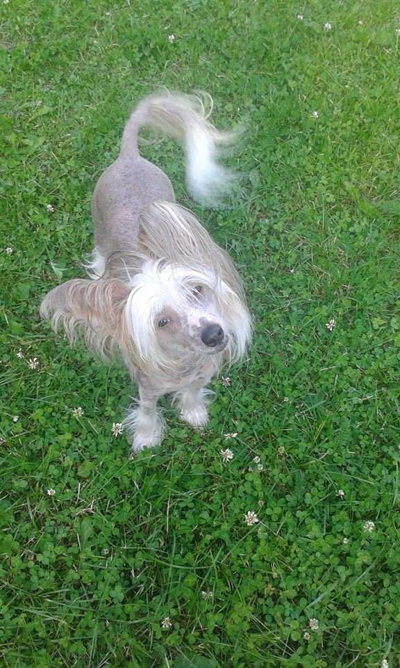 Koskjon Be My Gulliver