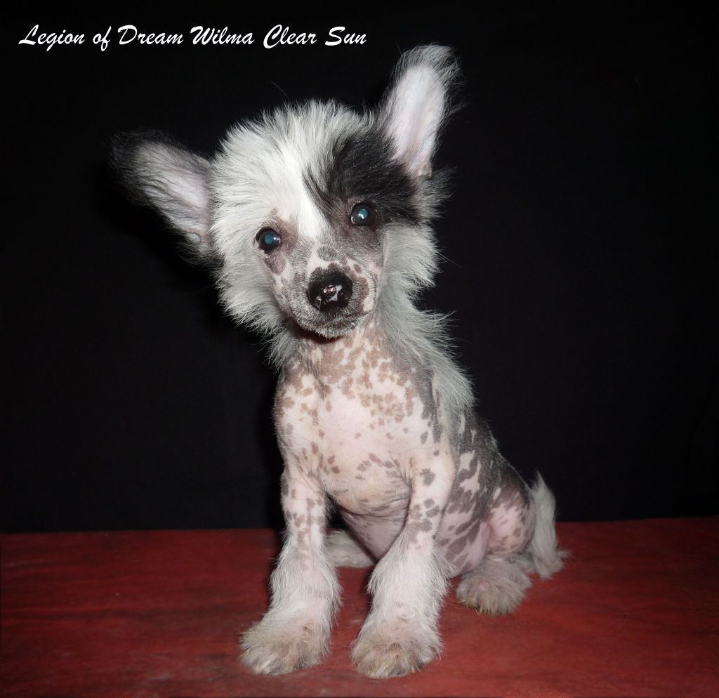 Legion of Dream Wilma Clear Sun