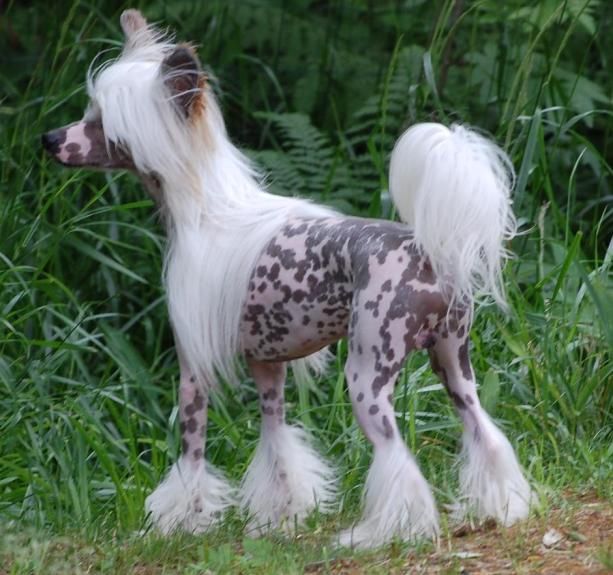 Angel O' Check Neskromnyy Namek