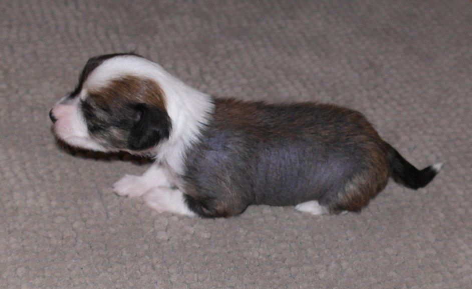 C Litter by Caramella's Family