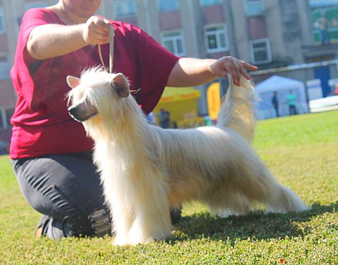 Power Of Golden Molosos Gratzi