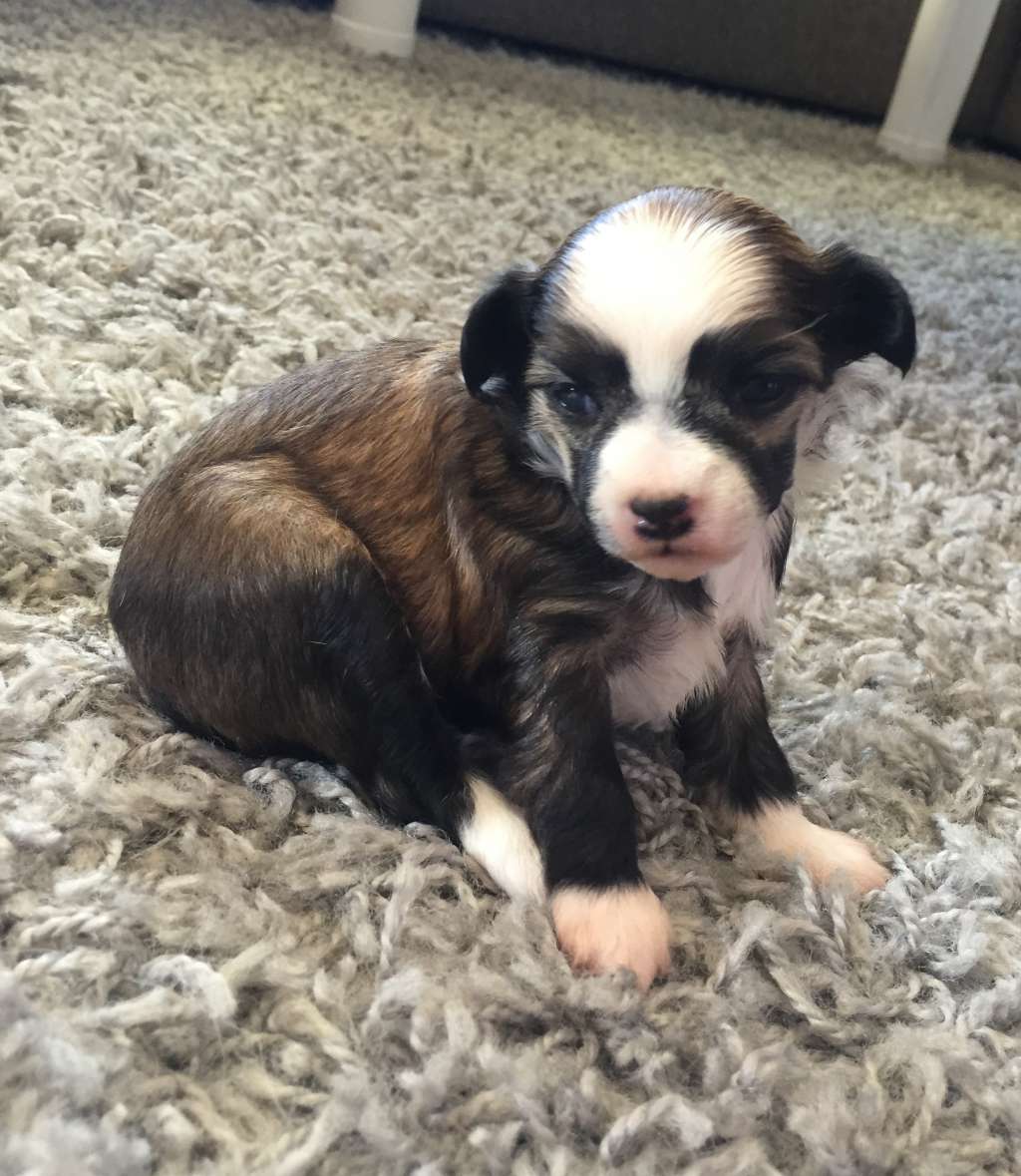 Moelmo's Victoria Secret