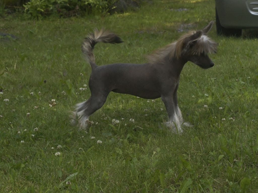 Omorfos Madness of Medusa