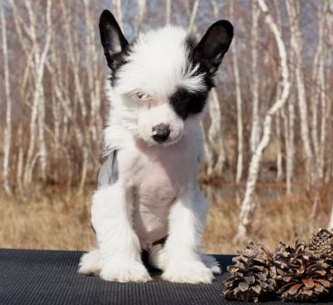 Tango All Night iz Diamond Sity