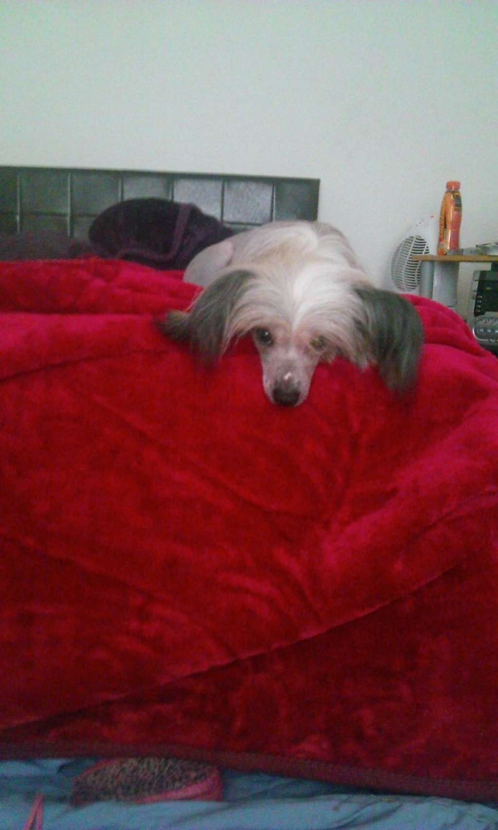 sigyns countess fiona JW SCHM