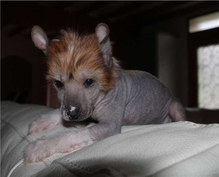 Nanseong des Zéphyrs de l'Olympe