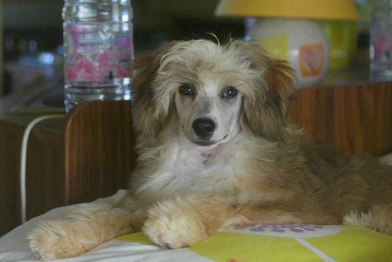 Dressed to Thrill du Domaine du Président