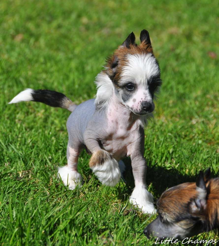 RocknRoll Little Champs