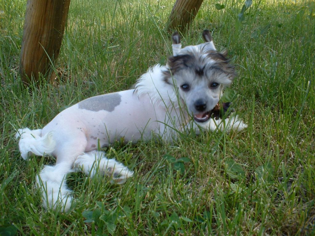 Gou's Hi I'm Girlylicious